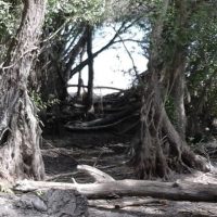 Au bout du chemin étrange